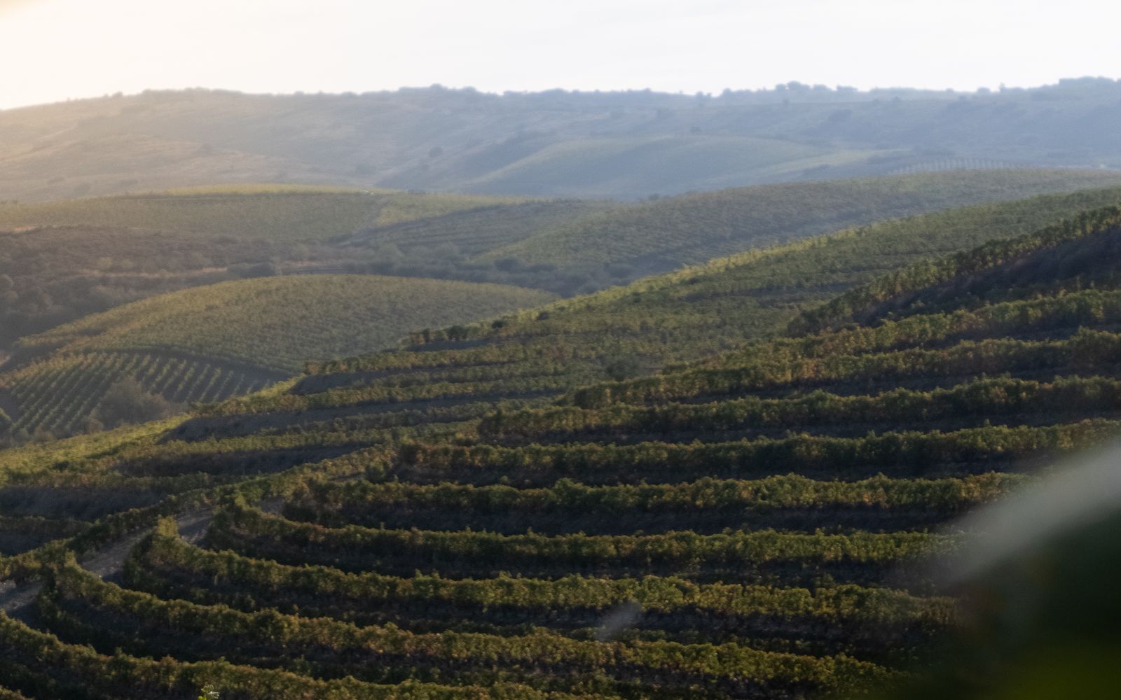 Terraced vineyards across the Douro Valley in northern Portugal
