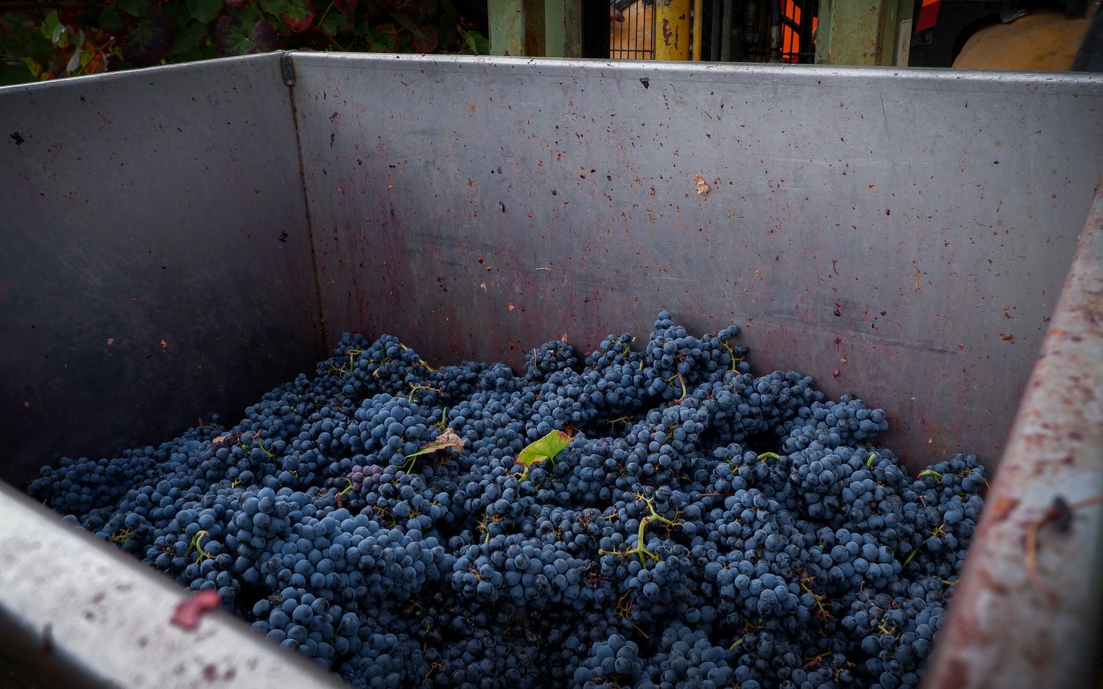 Freshly harvested grapes ready for winemaking in Portugal