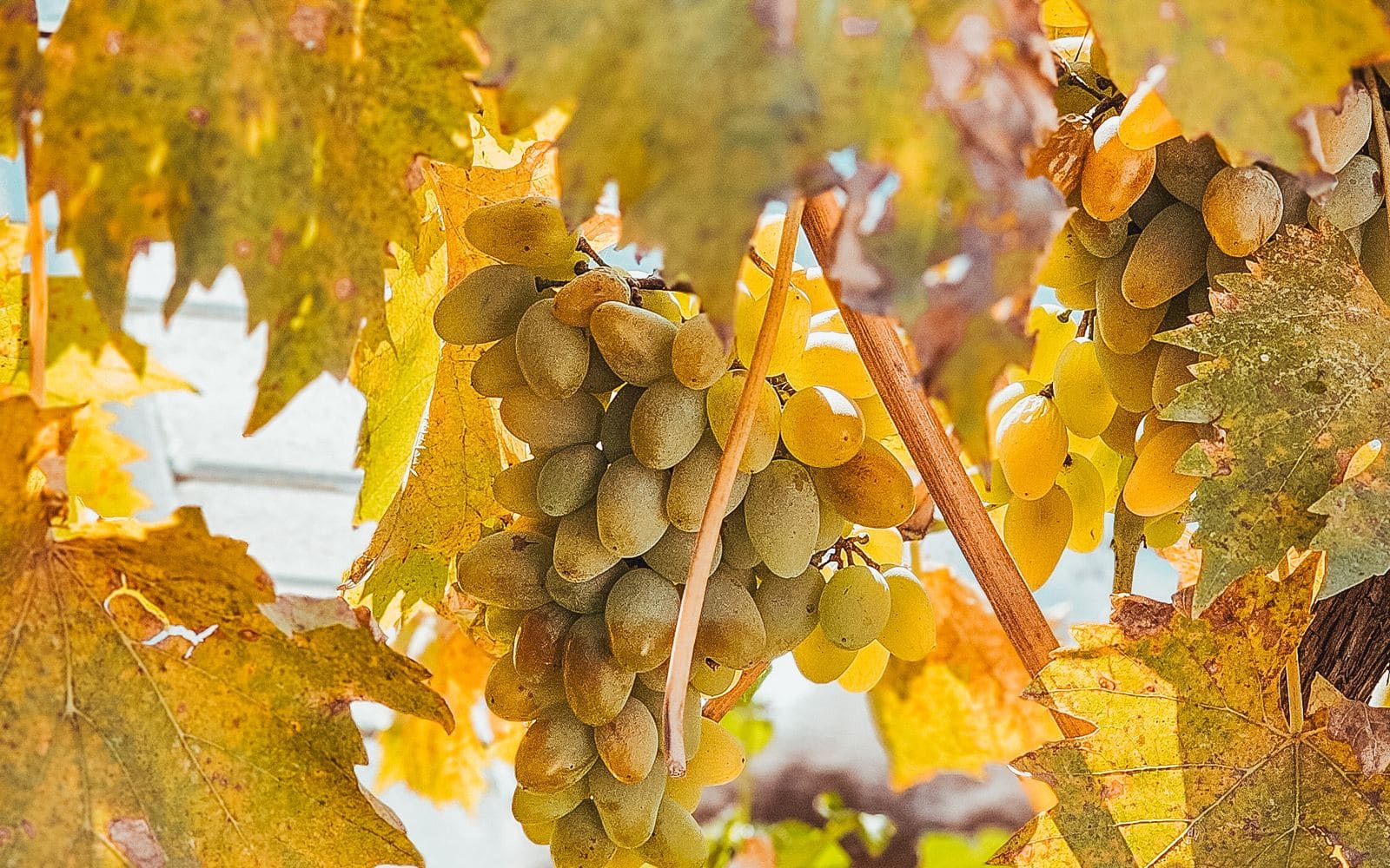 Ripe grapes among golden autumn leaves in a vineyard