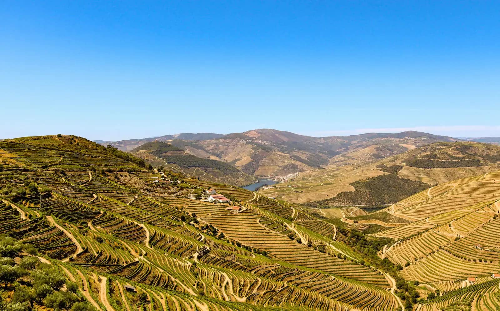 Green vineyard terraces in Portugal's Douro region