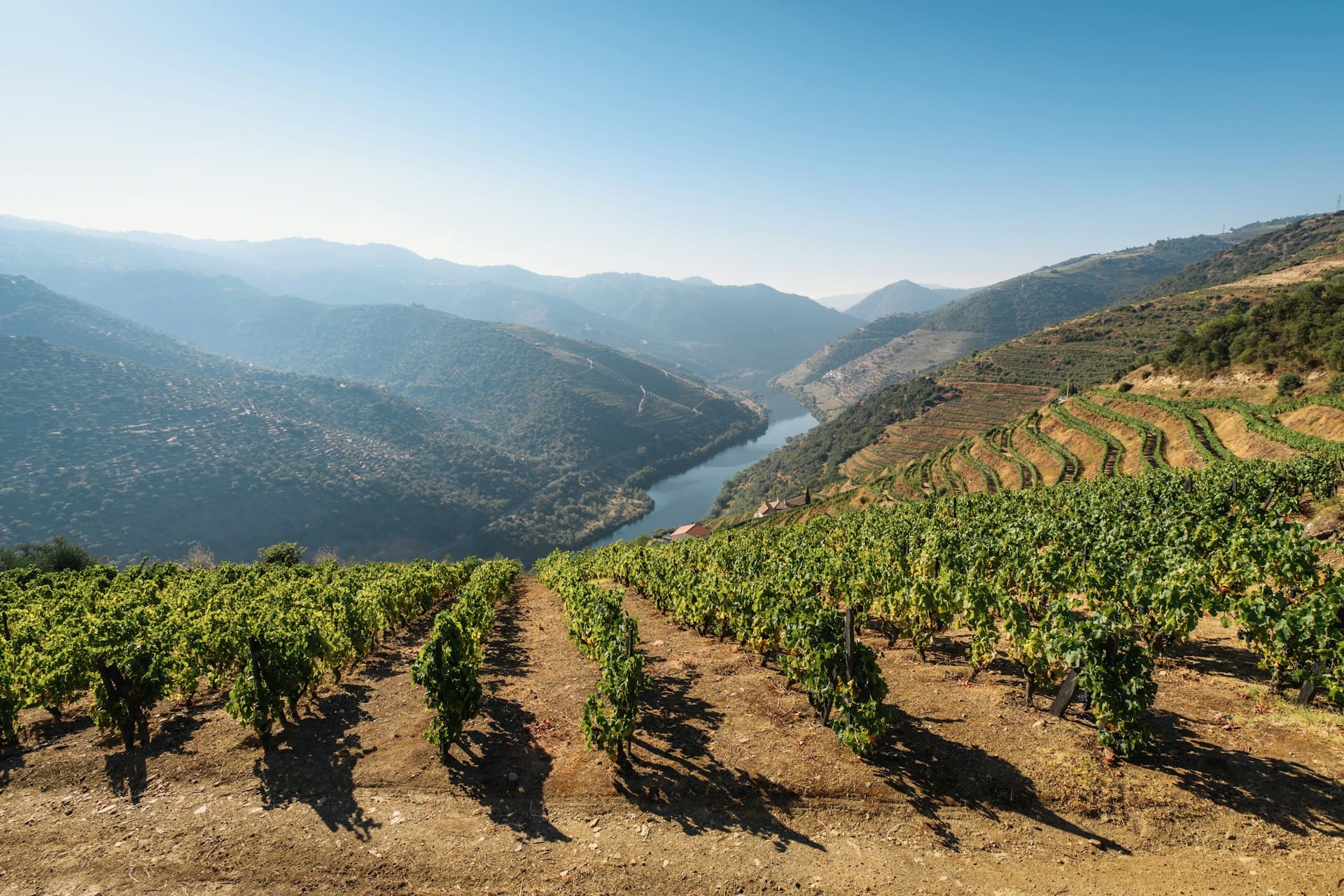 Douro River winding between sunlit terraced vineyards